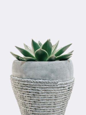 plant5 free img